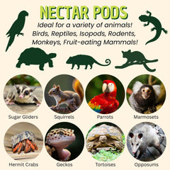 Nectar Pods de Exotic Nutrition: ocho porciones individuales para servir fácilmente.