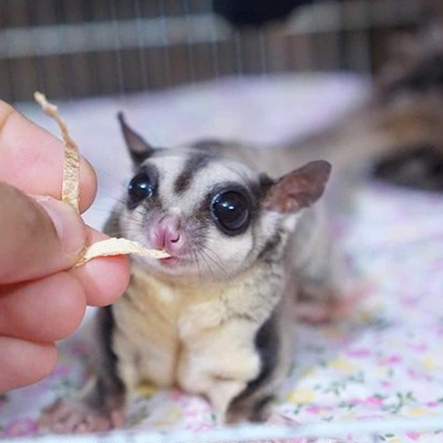 Omega YUMS Exotic Nutrition barrita-pescado para chinchillas, vitaminas y minerales incluidos.