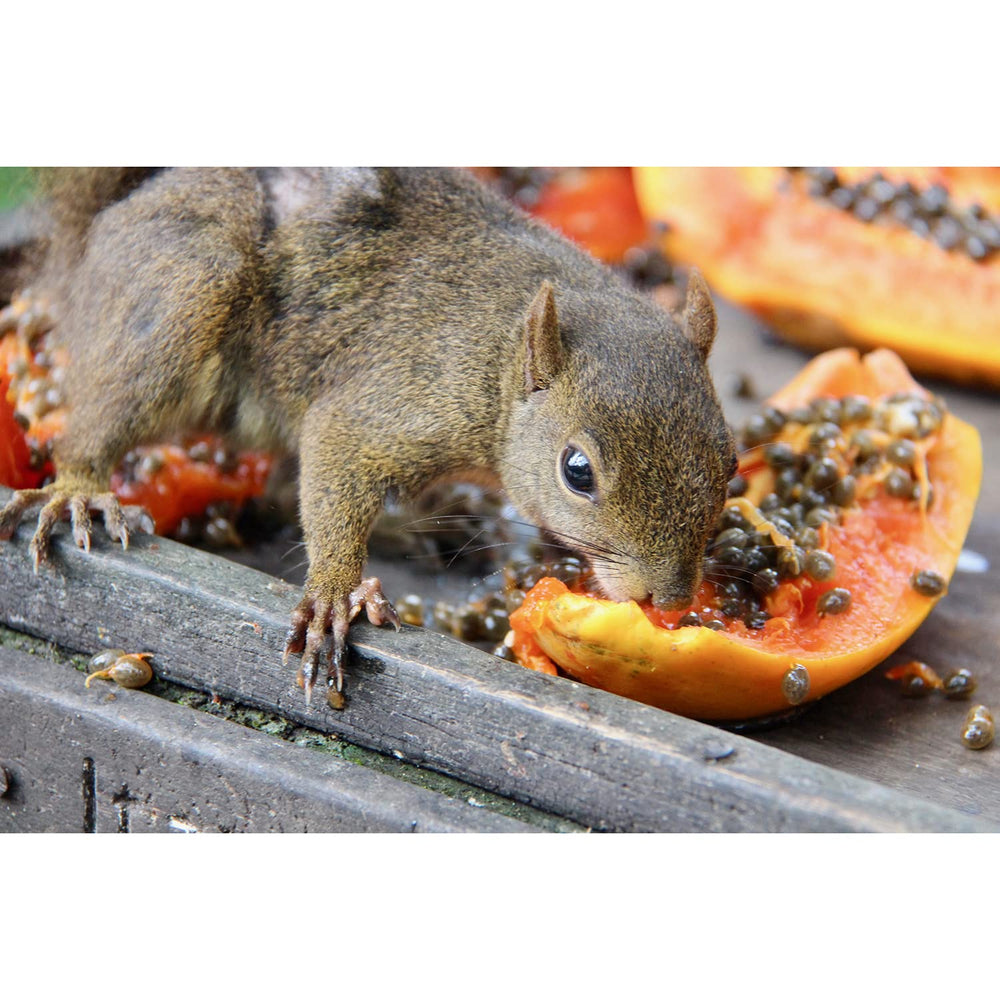 Papaya Treat de Exotic Nutrition: fomenta el juego y el forraje
