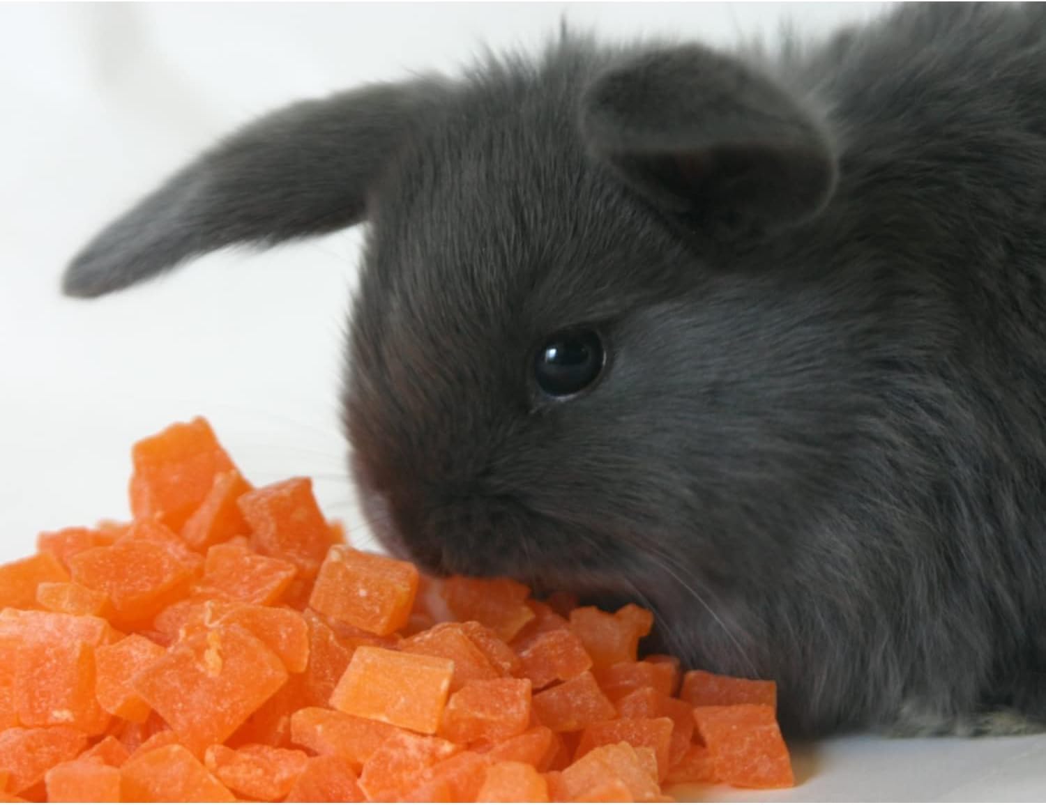 Papaya Treat de Exotic Nutrition: porciones controladas para premios