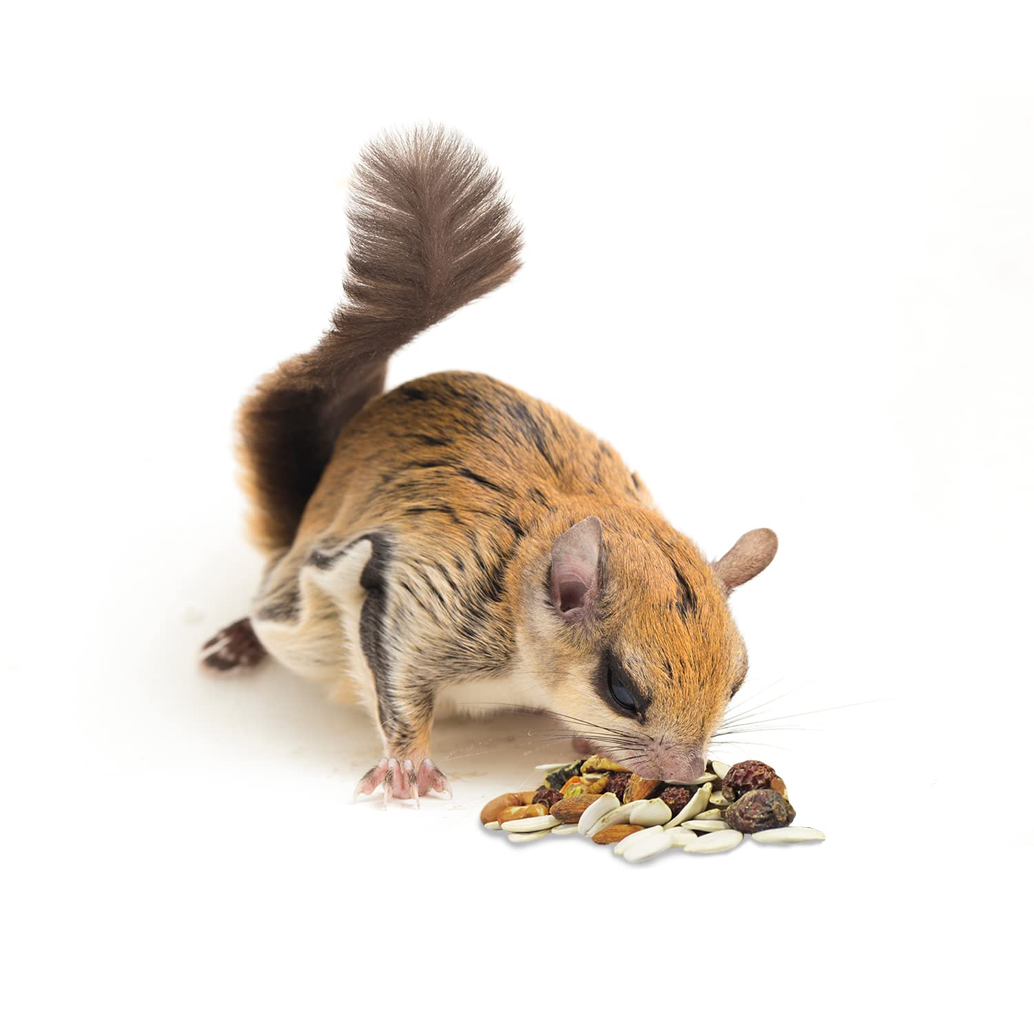 Frescura garantizada gracias a lotes pequeños de Squirrel Complete.