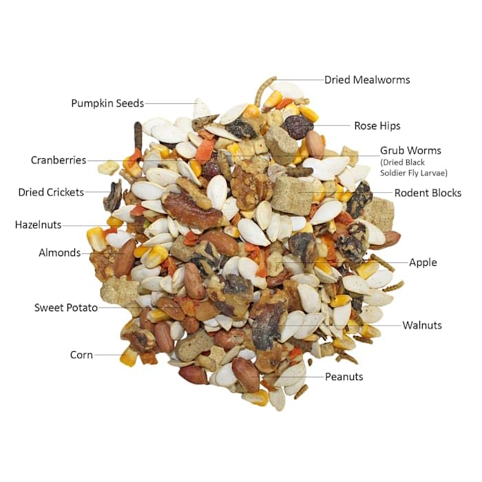 Nueces que favorecen masticación y salud dental en Exotic Nutrition Squirrel Complete.