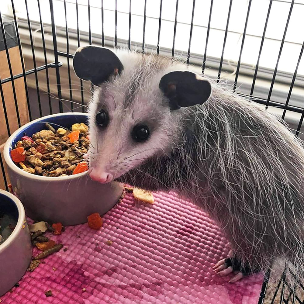 Exotic Nutrition Opossum Complete: ingredientes naturales y enteros para opossums.