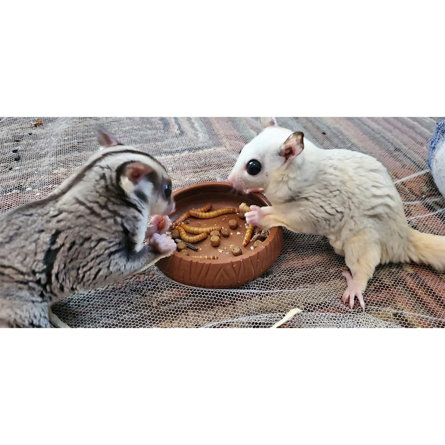 Exotic Nutrition Mealworm Munchies para aves, premio proteico y sabroso.