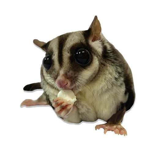 Yogu Drops Papaya para enriquecimiento ambiental en mascotas pequeñas.