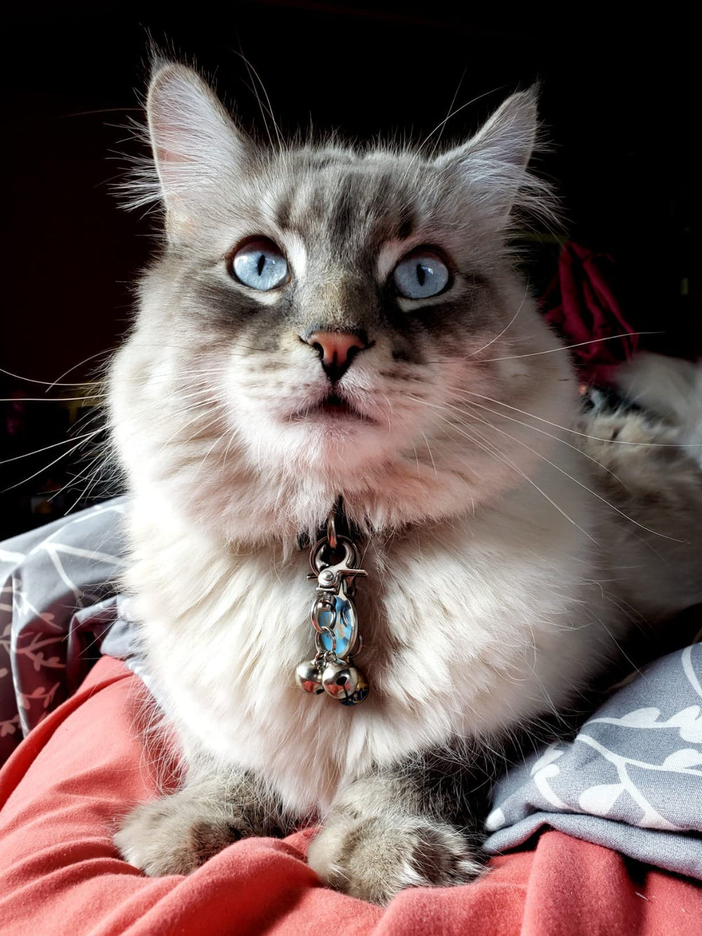 EXPAWLORER tamaño ligero, compatible con collares de todos los tamaños.