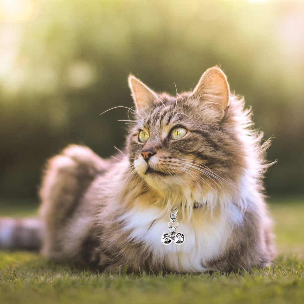 EXPAWLORER diseño elegante, realza la estética del collar.