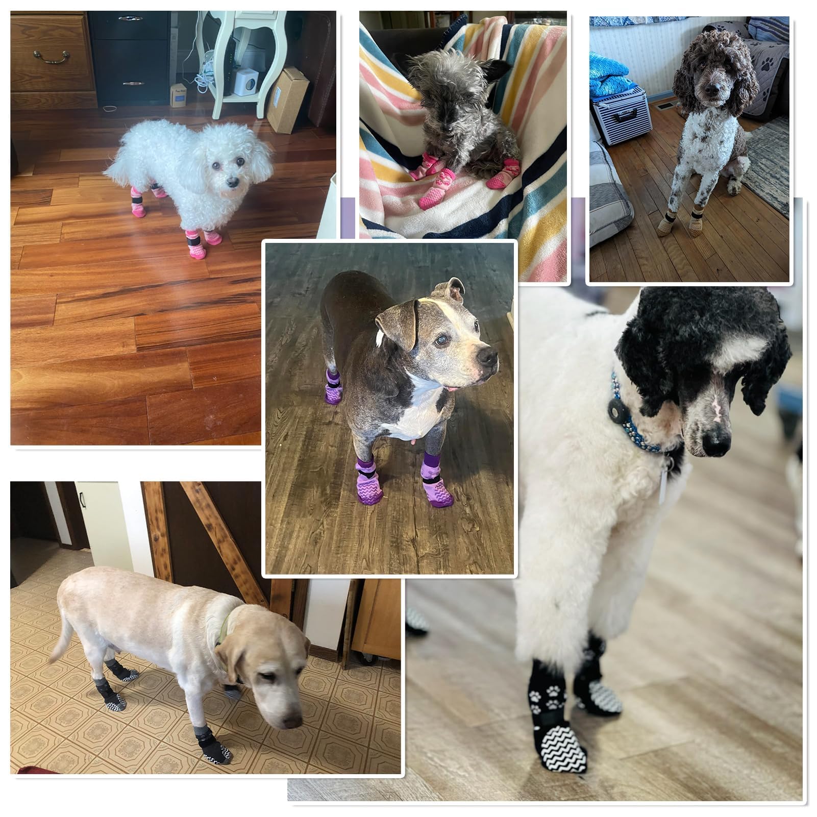 EXPAWLORER protege patas de golpes en suelos duros y superficies frías