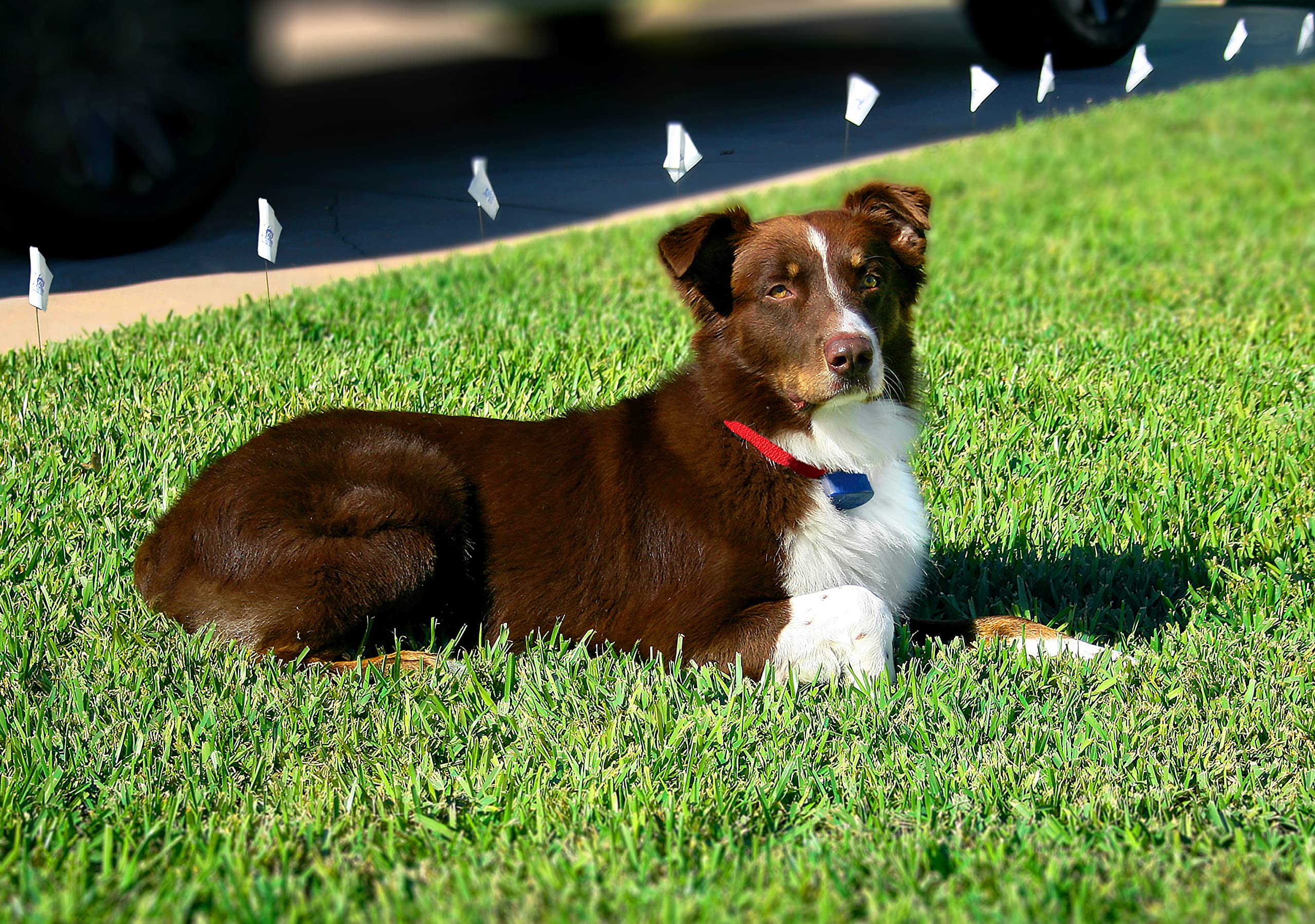 Extreme Dog Fence collar resistente al agua para perros nadadores