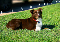 Extreme Dog Fence collar resistente al agua para perros nadadores