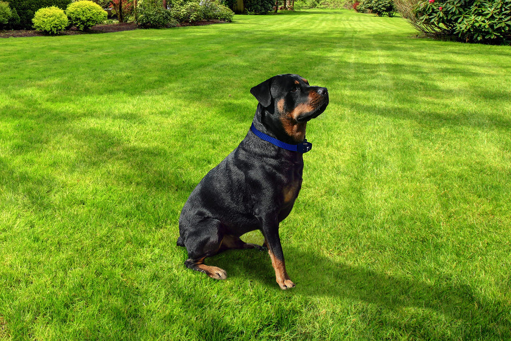 Contacto mediano del Extreme Dog Fence, ajuste cómodo para el cuello.