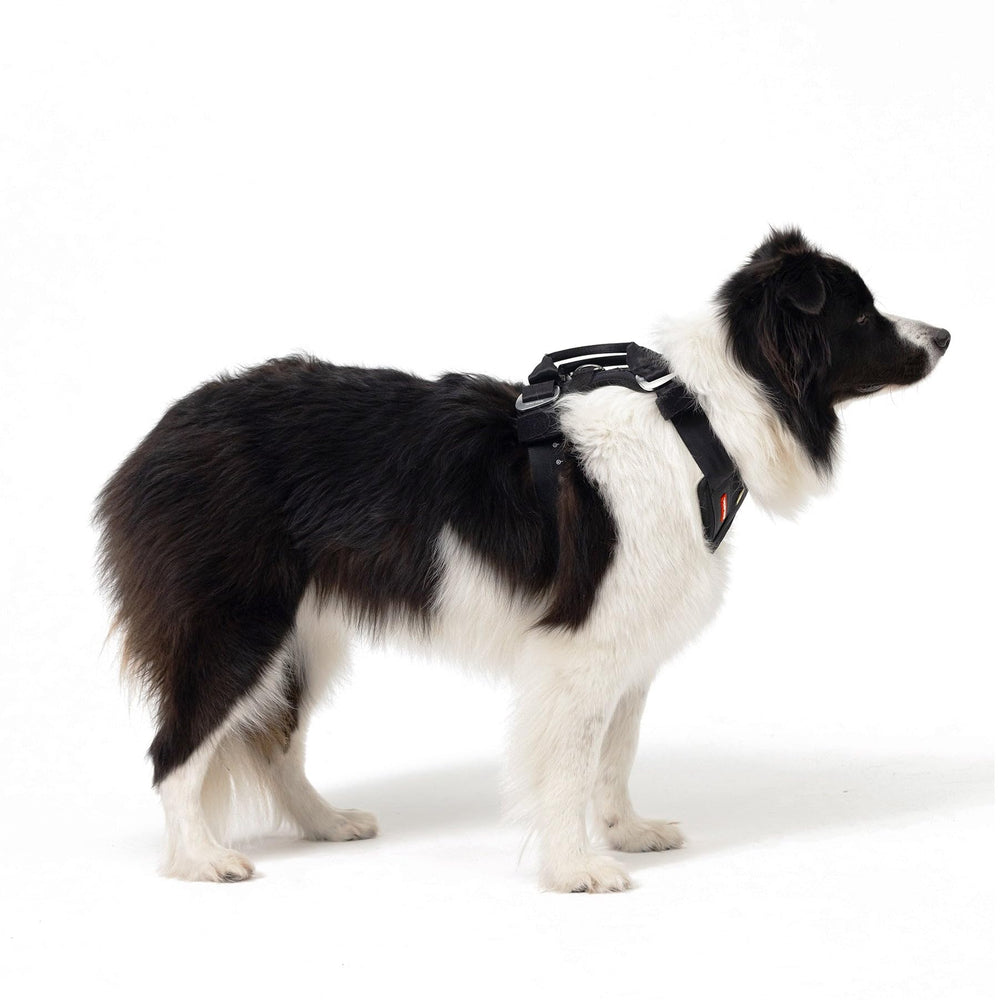 Ajuste ergonómico que se adapta al torso de tu perro.