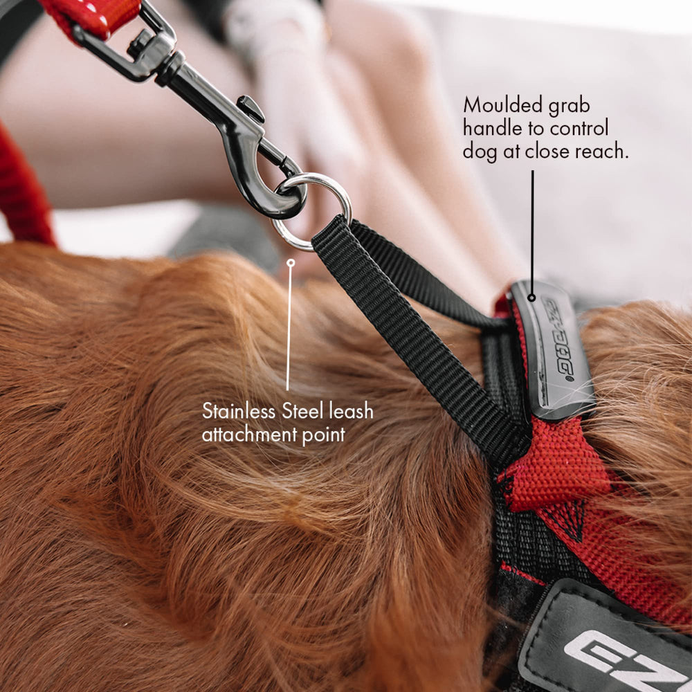 Anilla en D del EzyDog Express para accesorios