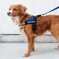 Mango de agarre EzyDog Express para control cercano durante paseos