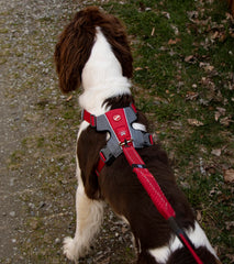EzyDog X-Link: ajuste ergonómico para calce rápido y seguro.