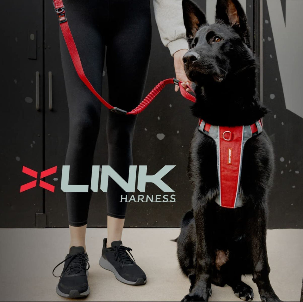 Arnés EzyDog X-Link con anilla trasera para paseos diarios.