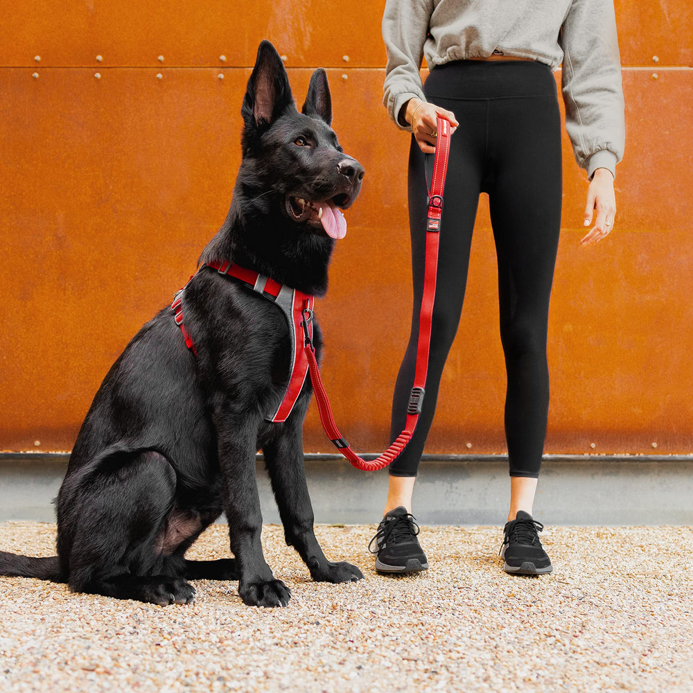 Arnés EzyDog X-Link tira reflectante para mayor visibilidad nocturna.
