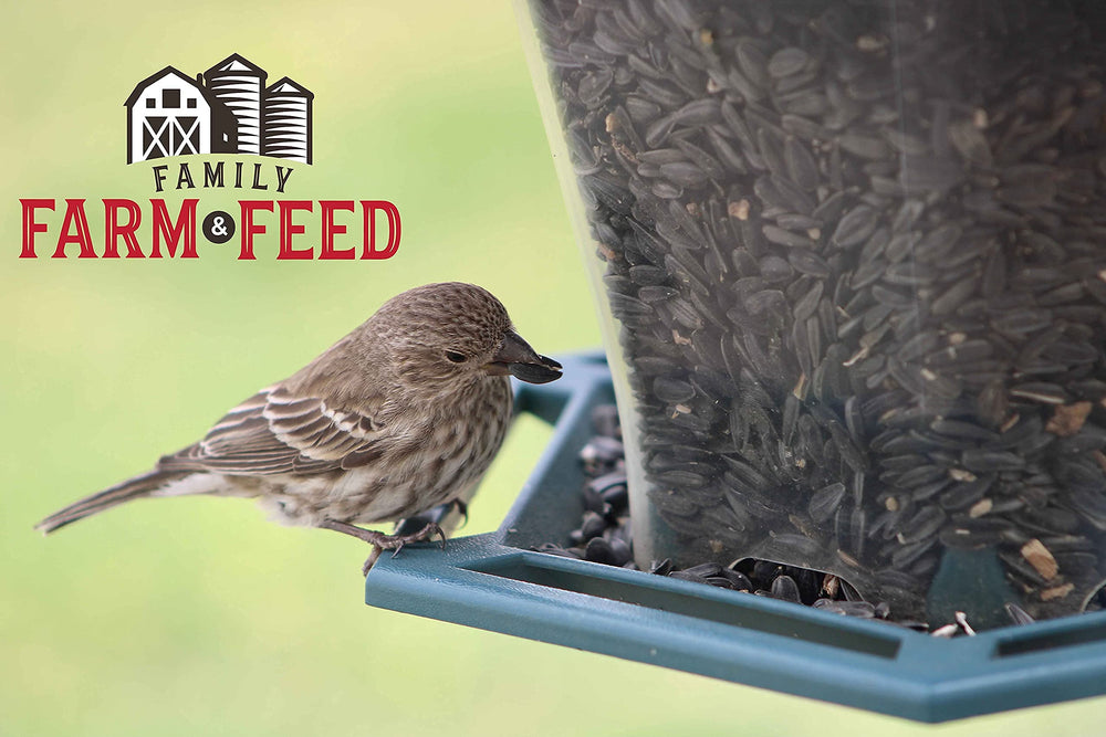 FAMILY FARM AND FEED: semilla-girasol-negro-energía-aves, da energía para exploración diaria.