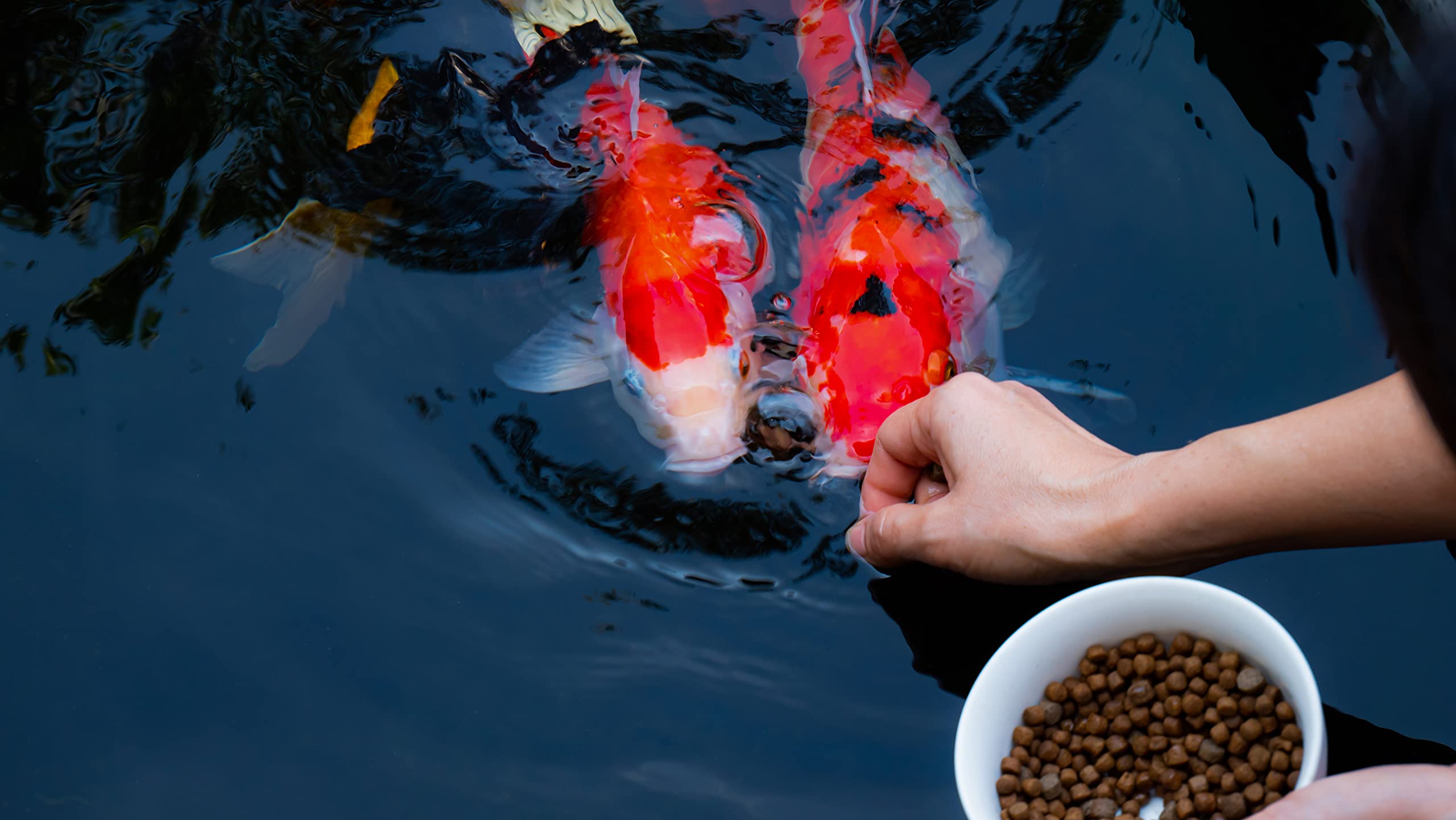 FAMILY FARM AND FEED, proteína y minerales para desarrollo equilibrado de peces.
