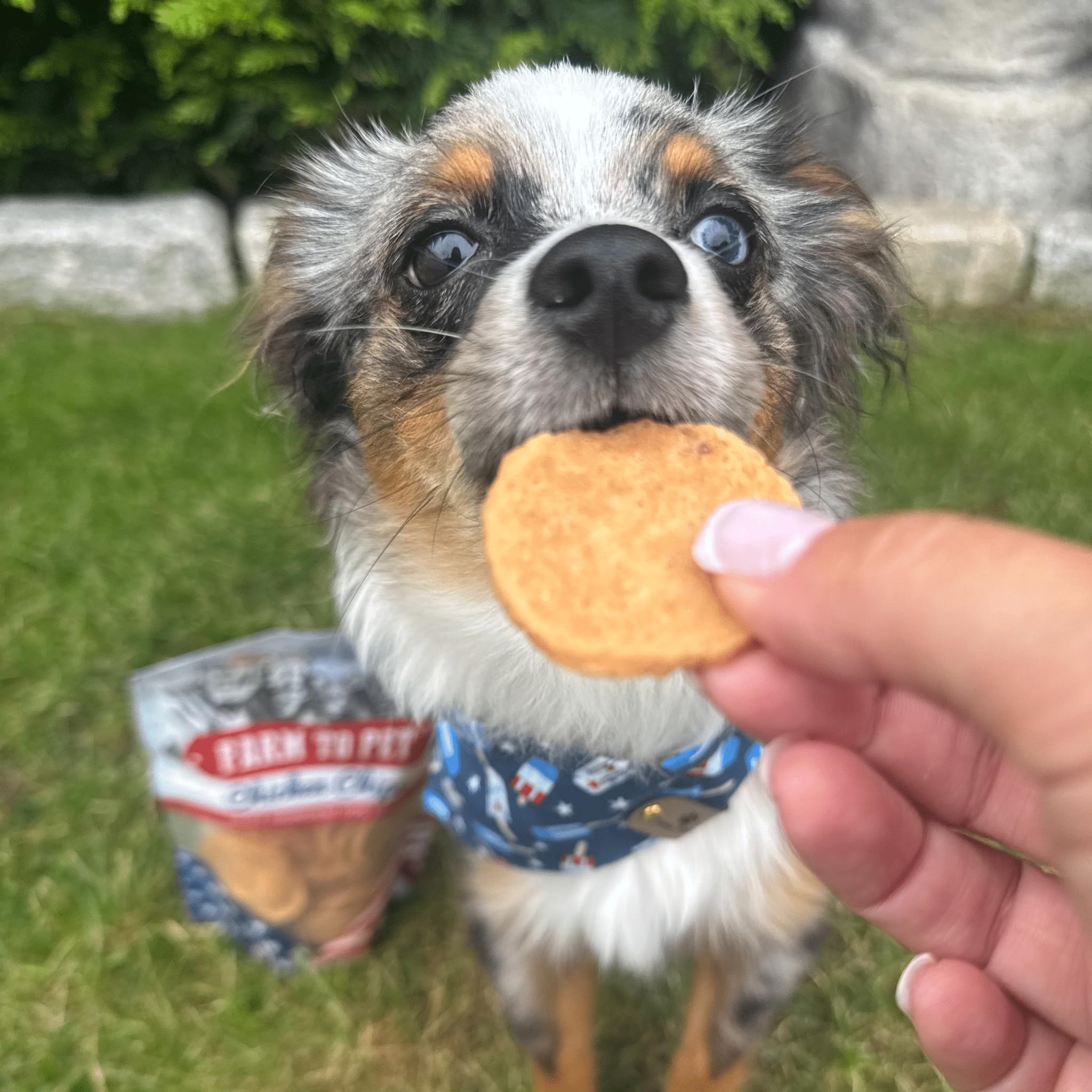 Farm To Pet chips para cachorros, proteína alta