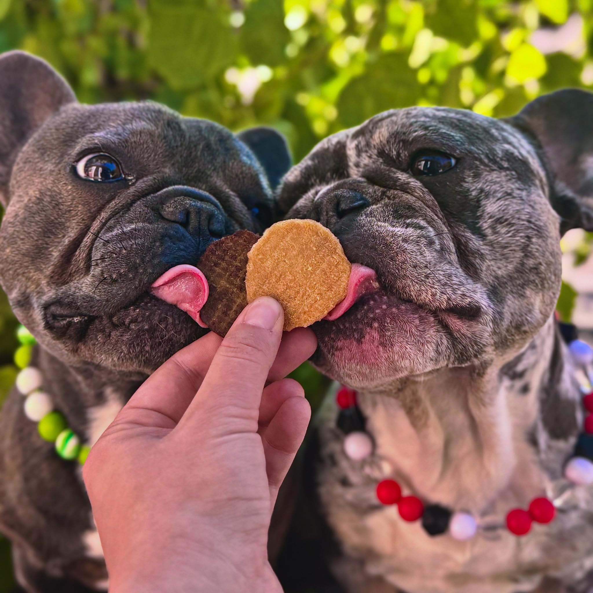 Farm To Pet Chips de Pollo, producido en Estados Unidos con carnes de grado humano.