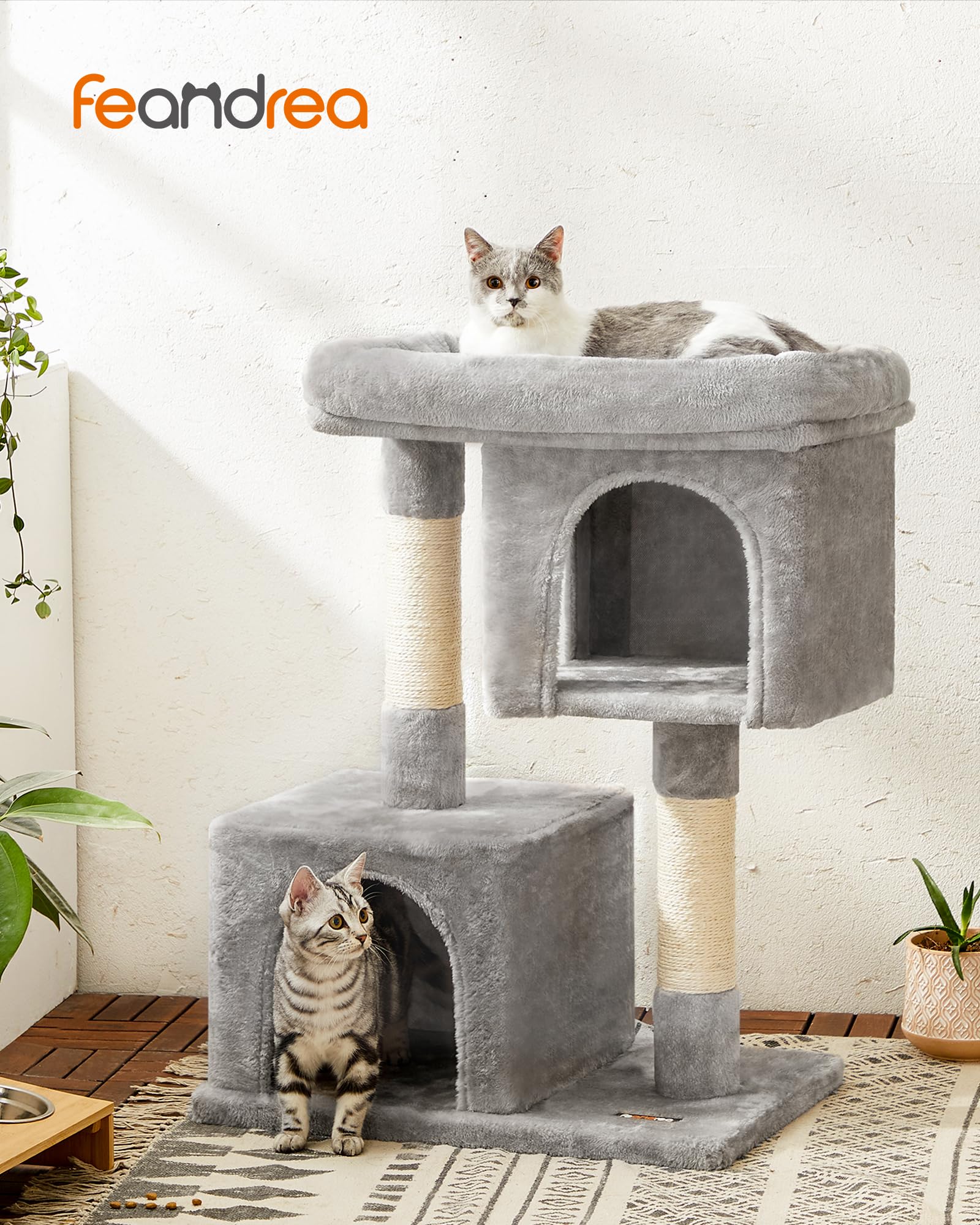 Feandrea Arbol Gato, cueva superior dos puertas, vista amplia para explorar
