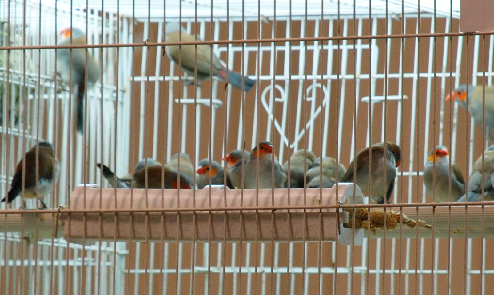 Feathersmart portador horizontal de mijo apto para alimentos diversos.