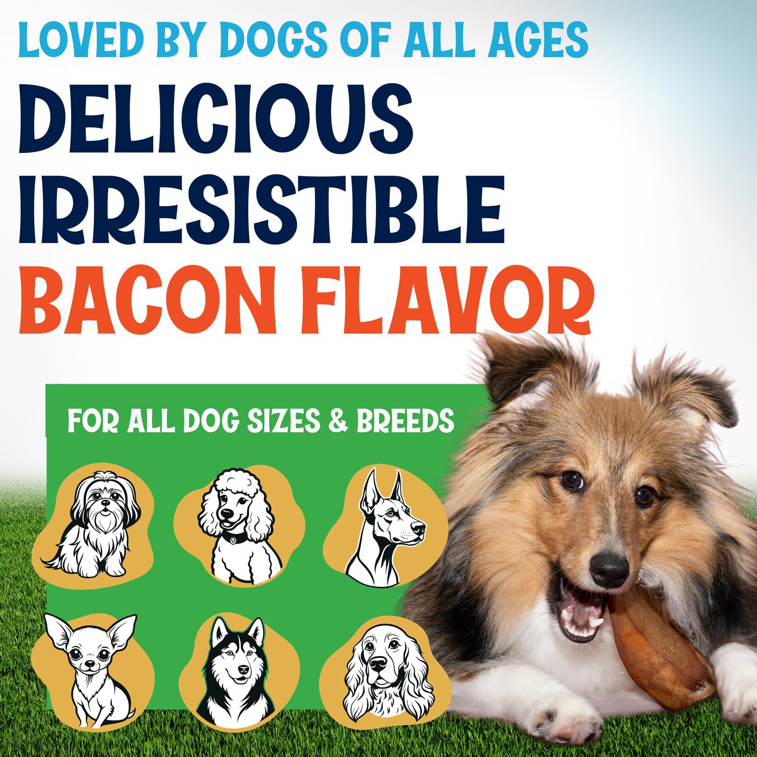 Fetcheroni orejas de puerco grandes: snack natural que encanta a perros grandes