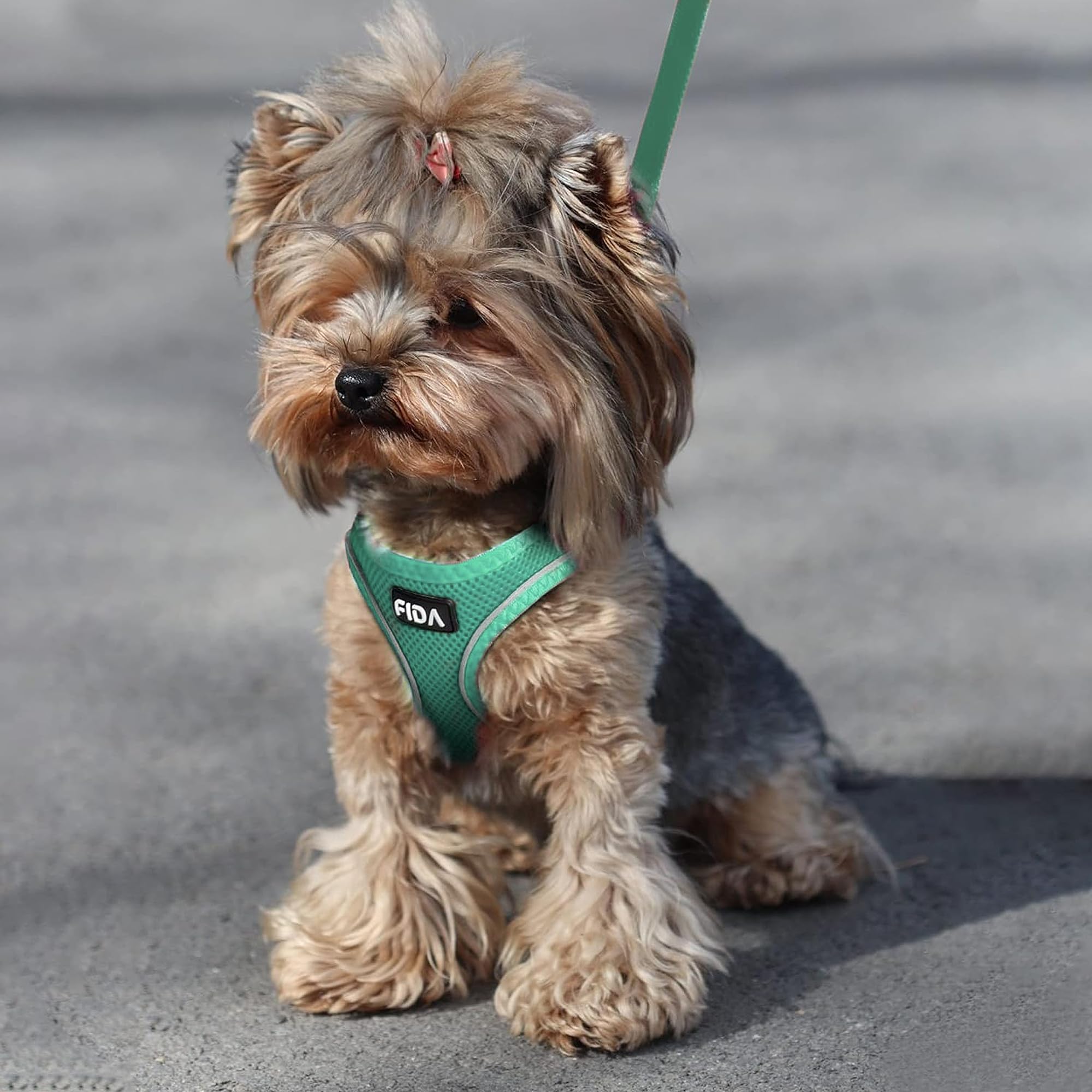 Talla XXS verde, adecuada para gatitos y cachorros pequeños.