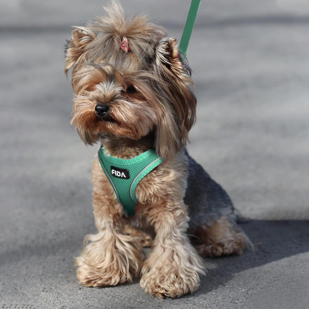 Talla XXS verde, adecuada para gatitos y cachorros pequeños.