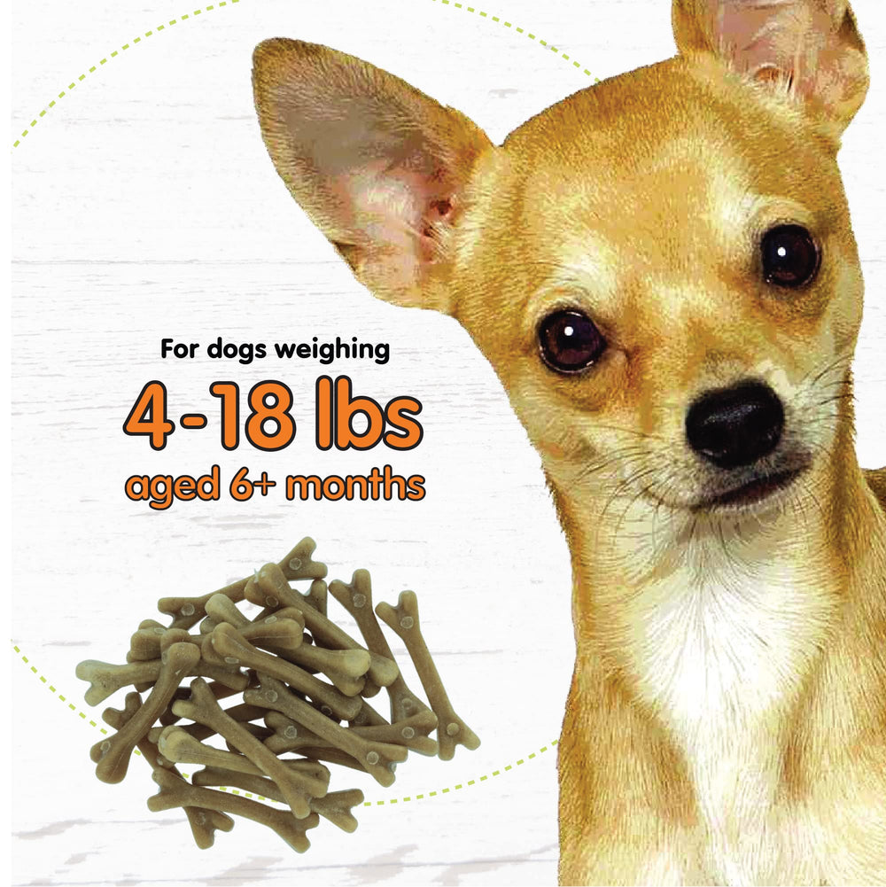 Perro pequeño disfruta de Fido mini, aliento más fresco tras la masticación