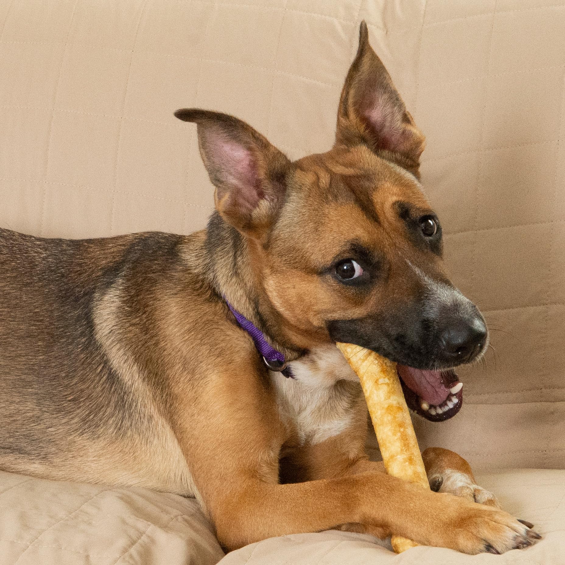 Fieldcrest Farms Masticación independiente para perros que se gestionan solos