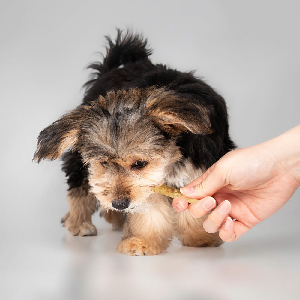 Fieldcrest Farms Nothin' to Hide Twist Stix uso recomendado diario para perros pequeños