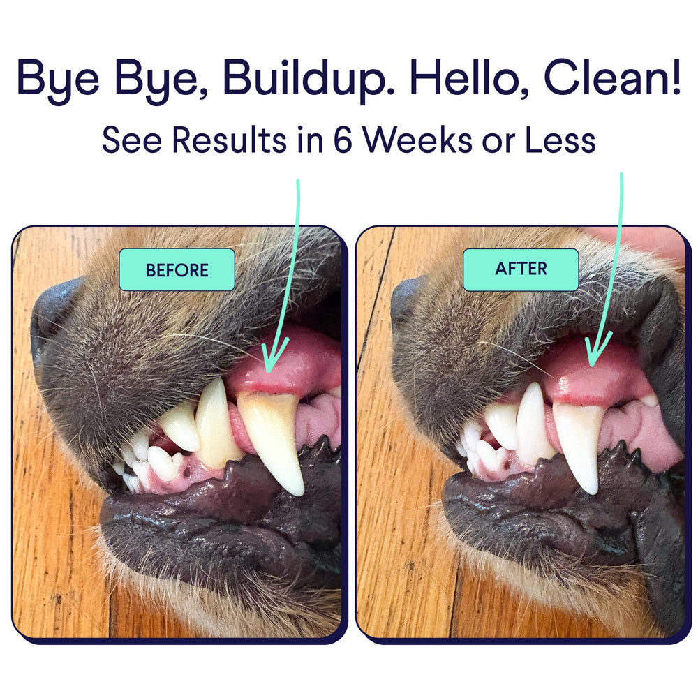 Finn polvo dental para perros, textura fina para mezclar con la comida