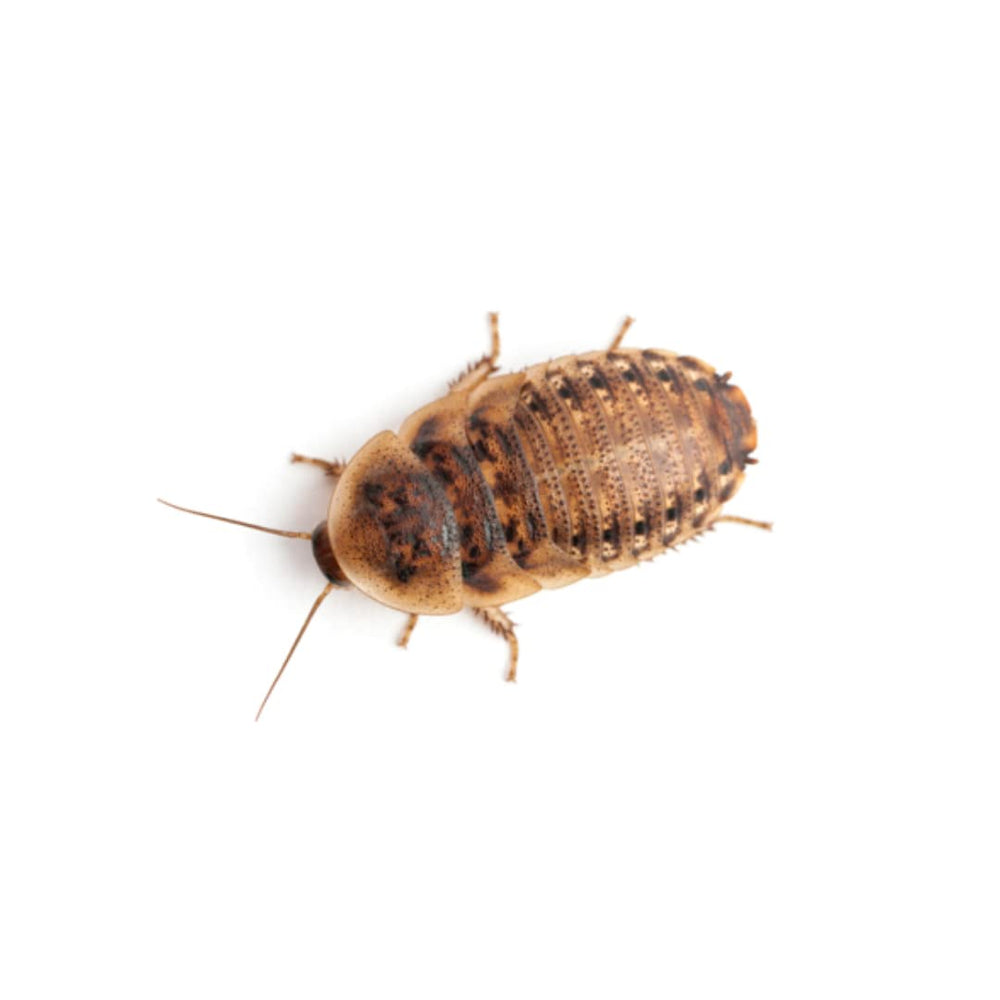 Five-Star Feeders envase hermético que mantiene la frescura del alimento.
