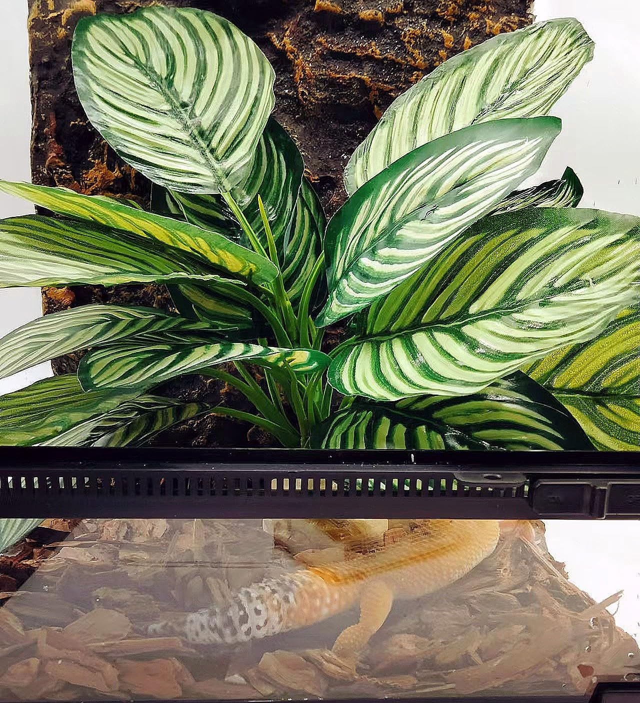 FLmoving planta decorativa, regalo ideal para aficionados a reptiles