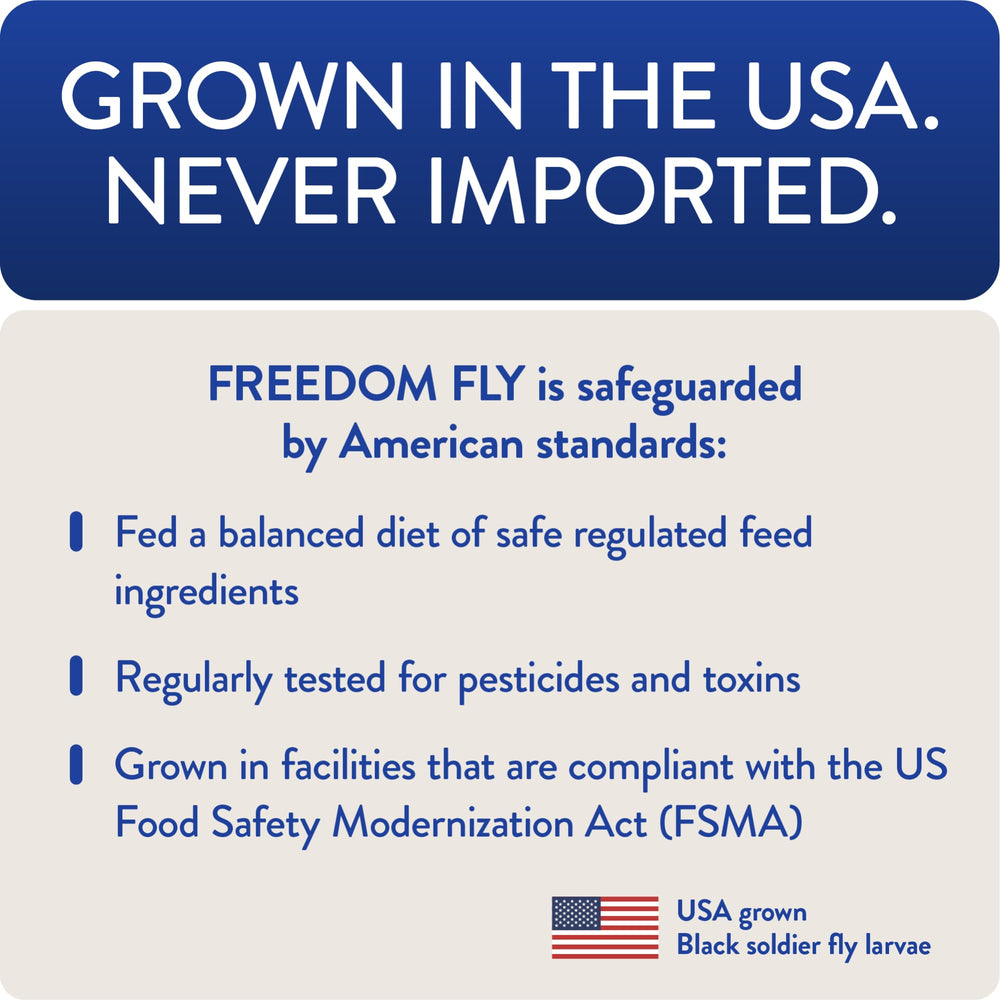 Pollos comiendo Freedom Fly: estimulando curiosidad y comportamiento natural