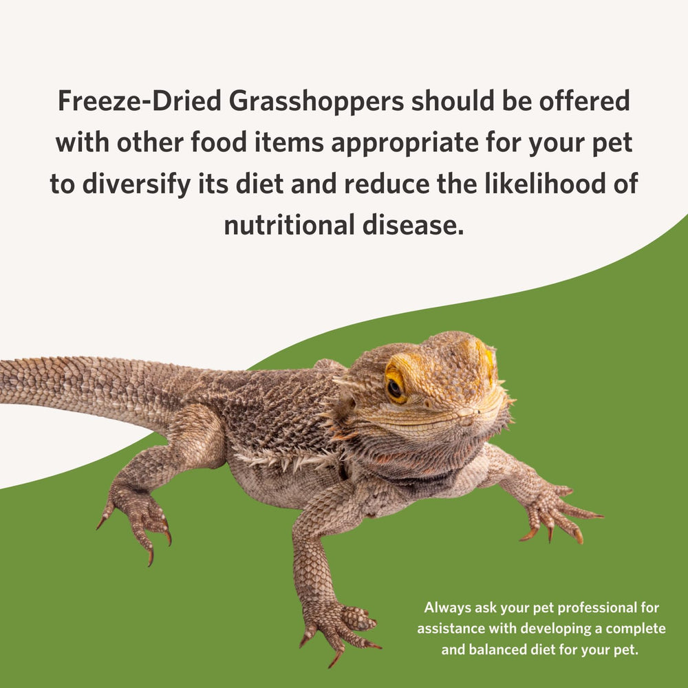Fluker's saltamontes secos reptiles disfrutan como merienda natural.