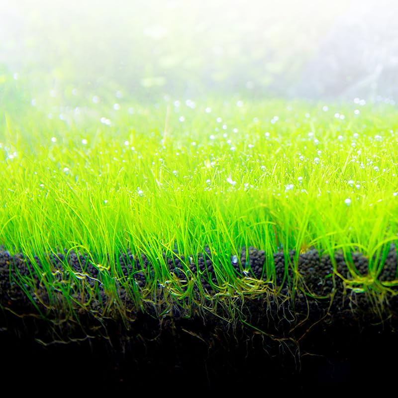 Raíces saludables gracias a Fluval Betta Stratum, facilita crecimiento de plantas.