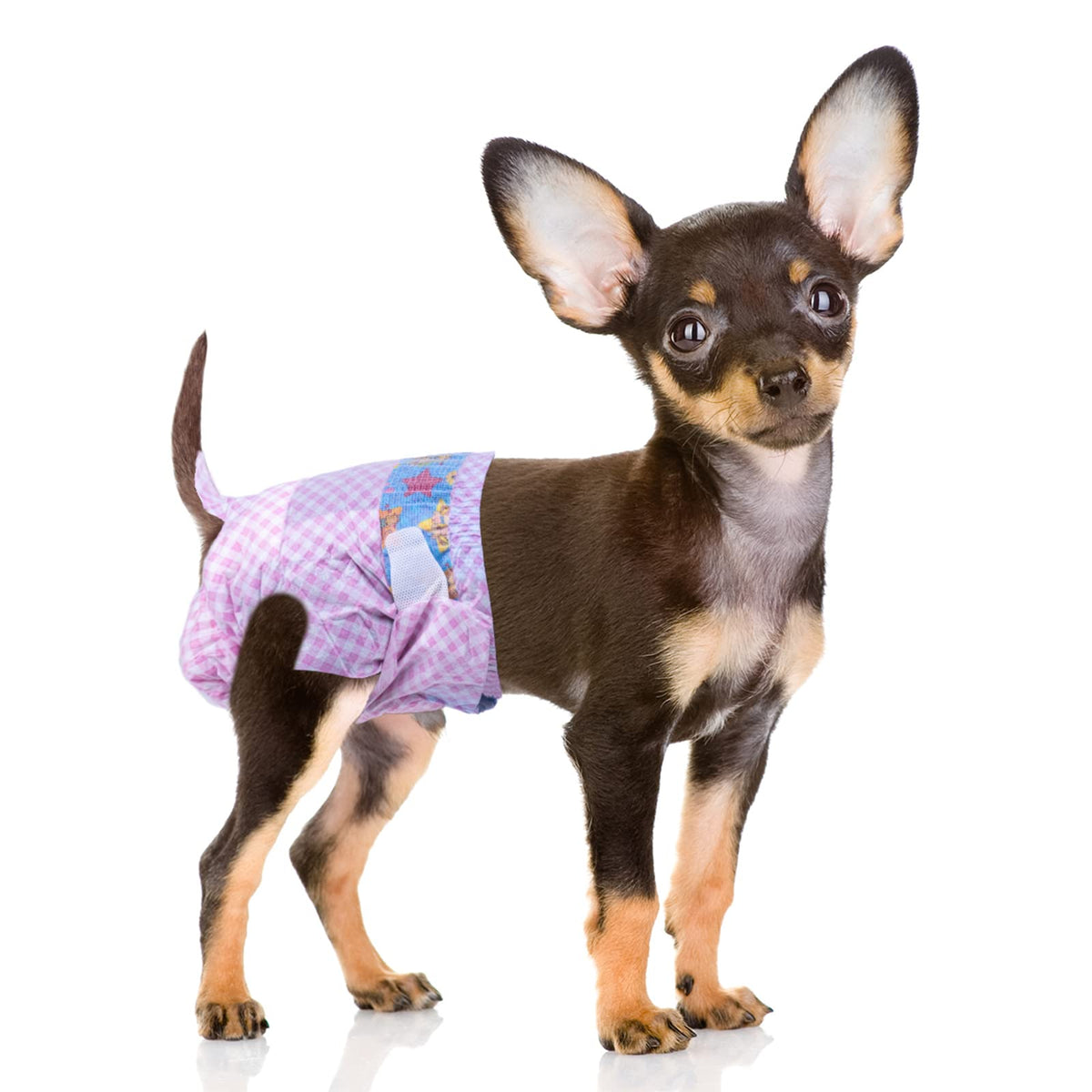 Pañales Flying Paws para perra con ajuste elástico para mayor comodidad.