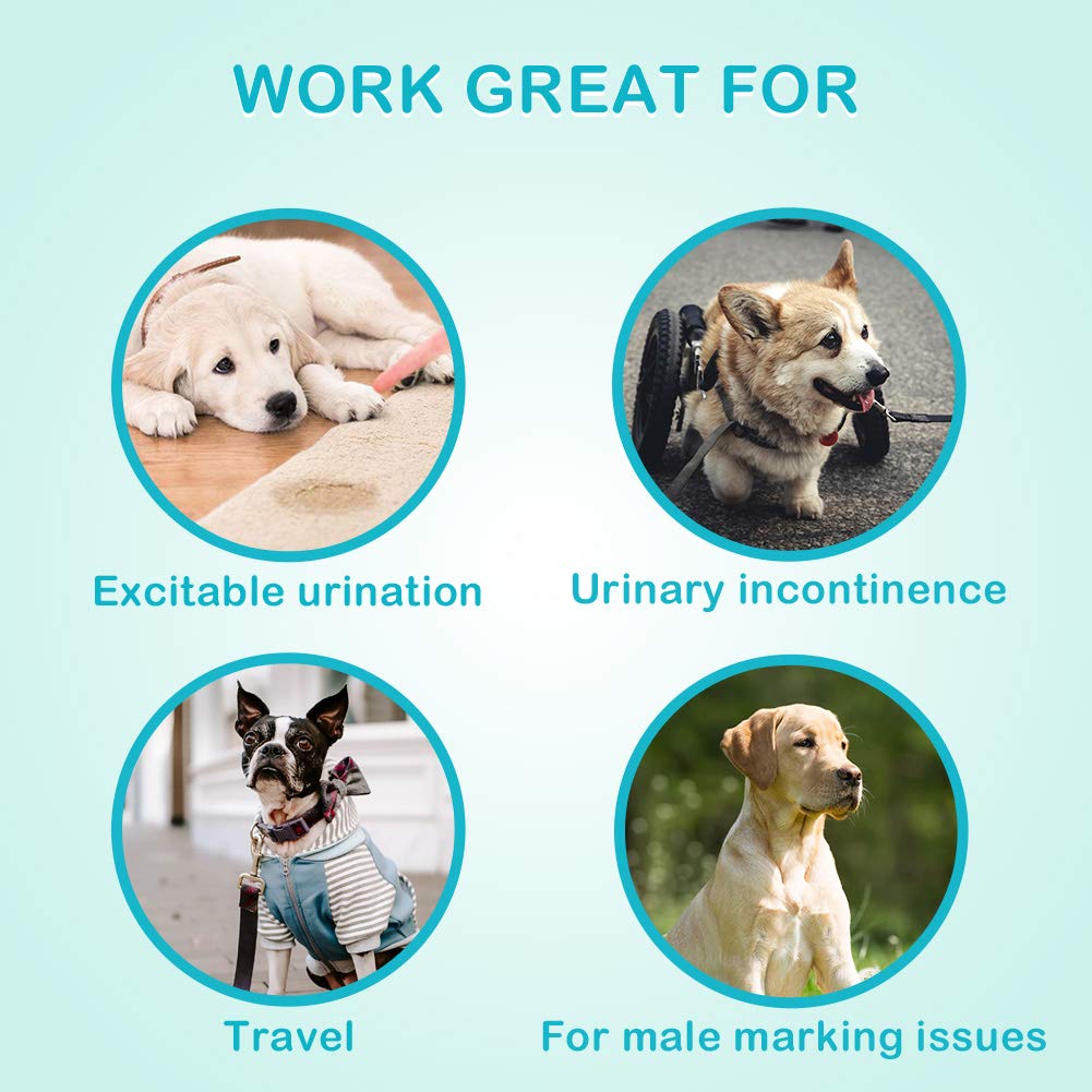 Pañales Flying Paws para perro macho, diseño absorbente para tranquilidad en casa