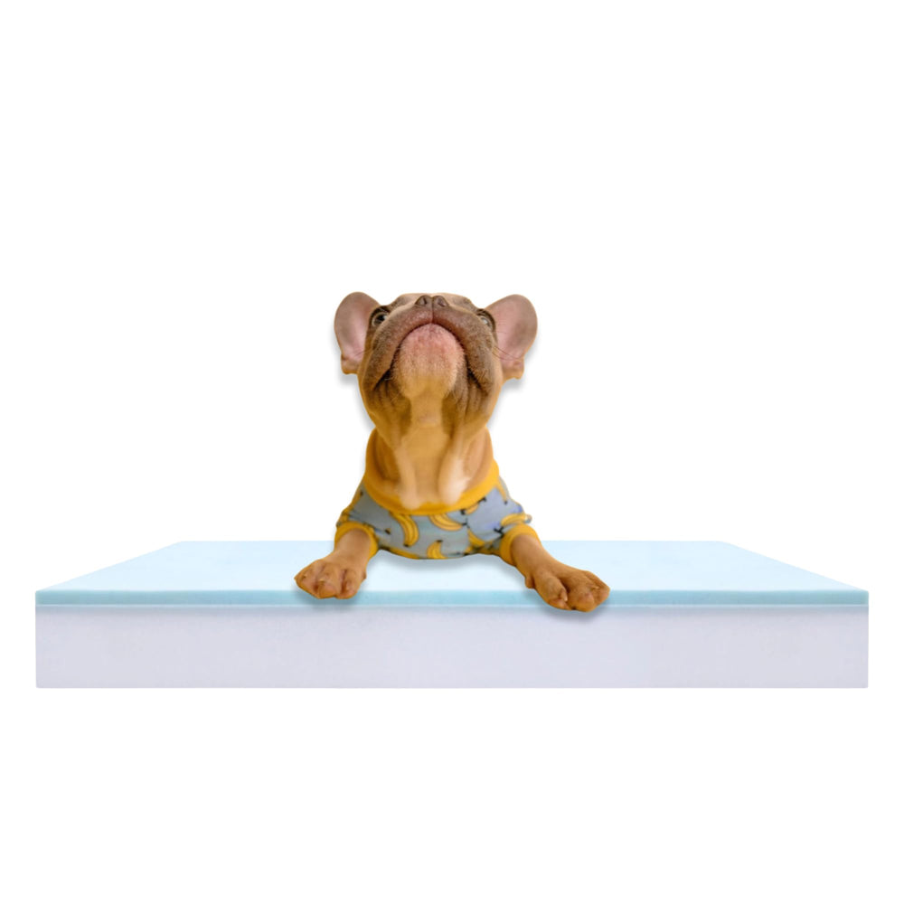 Foam Global inserto espuma ortopédica para perro, soporte cómodo para dormir.