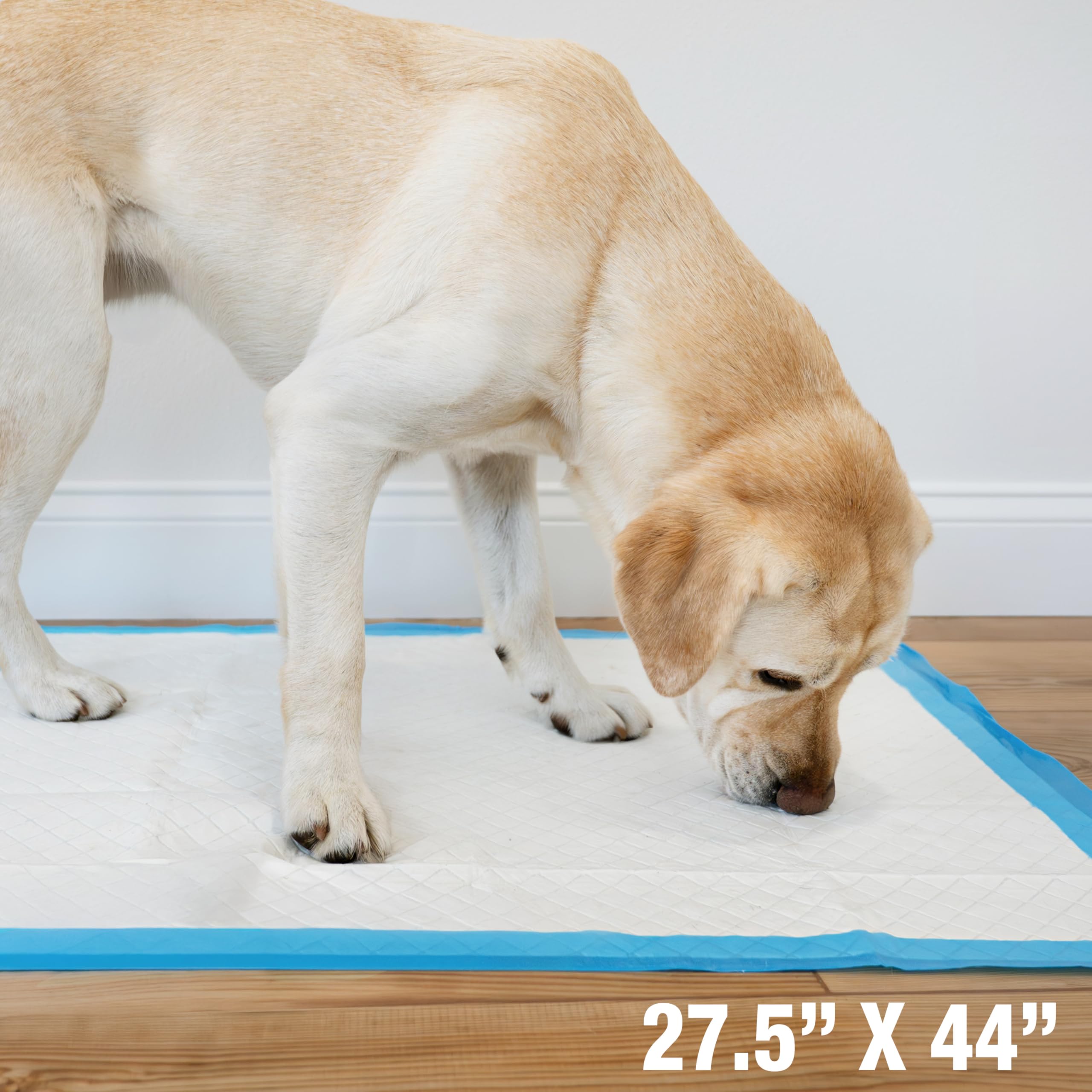 Solución de entrenamiento en casa con Wee-Wee de Four Paws y piso limpio.