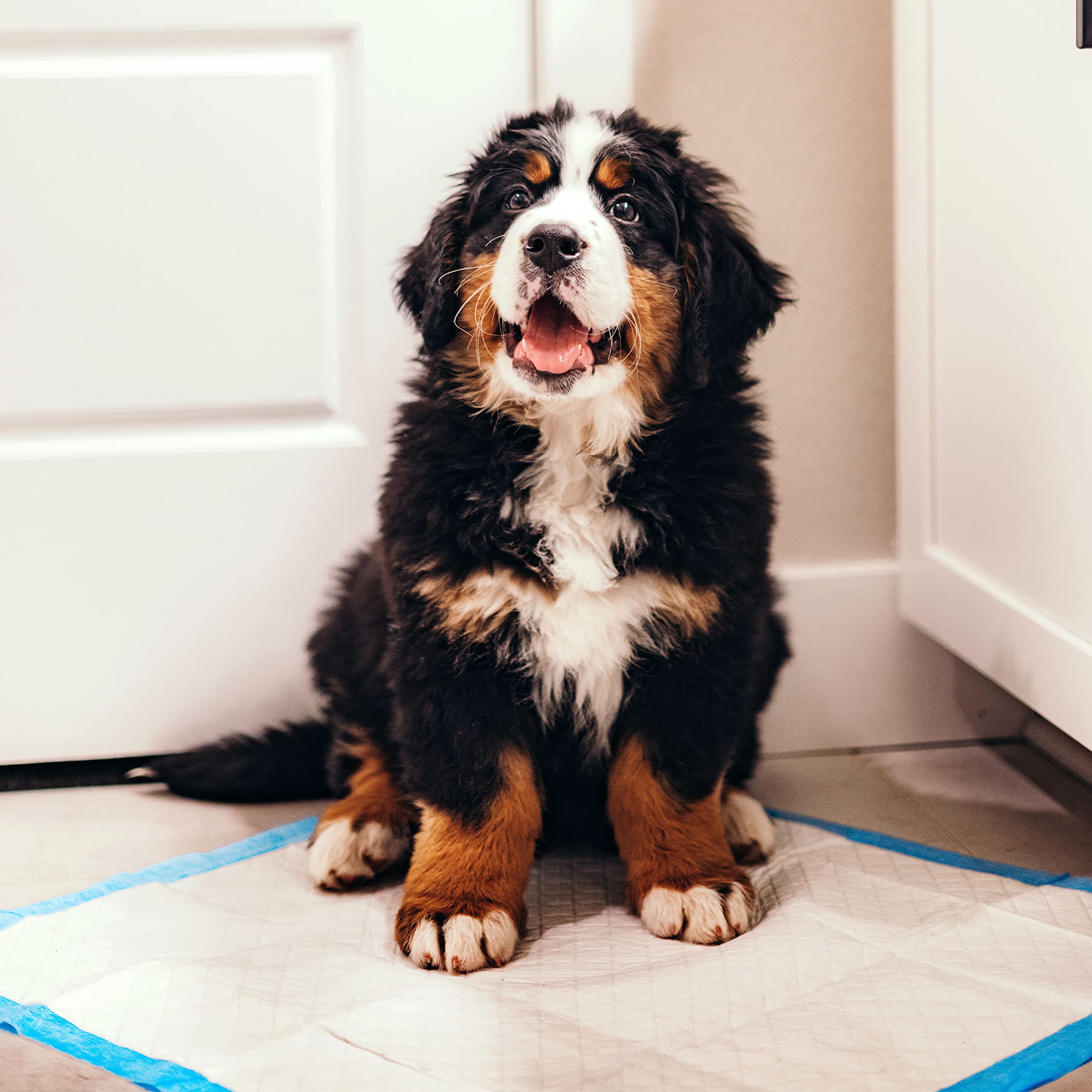 Four Paws Wee-Wee pad paquete de 100 unidades para entrenamiento sostenido.