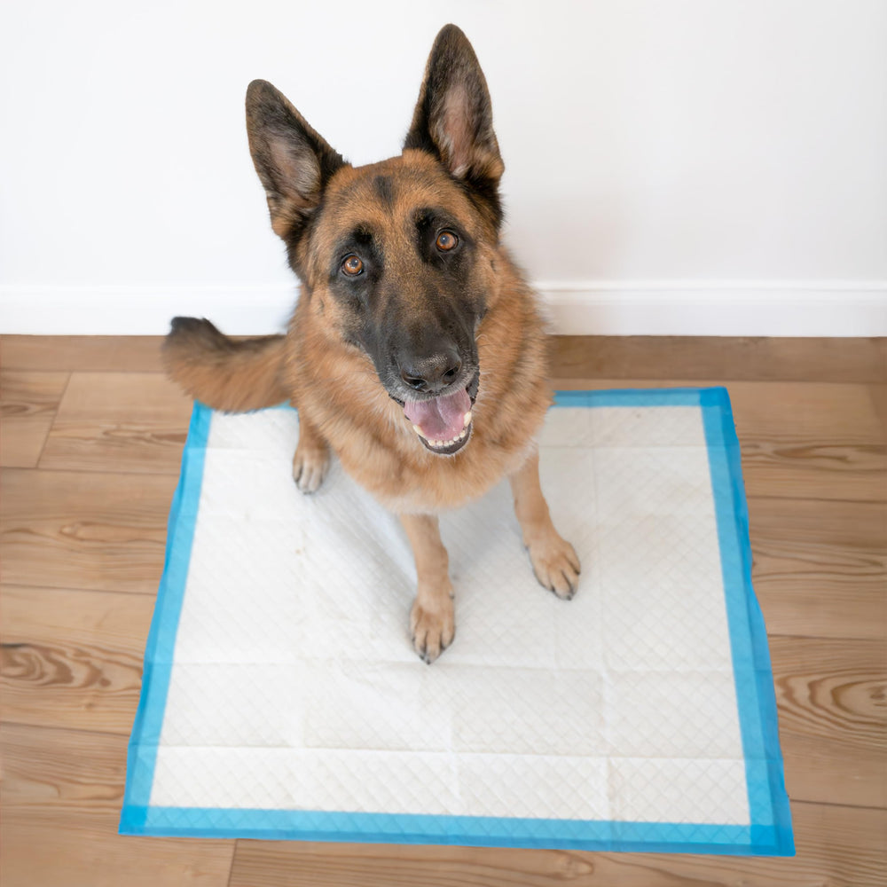 Four Paws Wee-Wee Pad tamaño XL ideal para razas grandes.