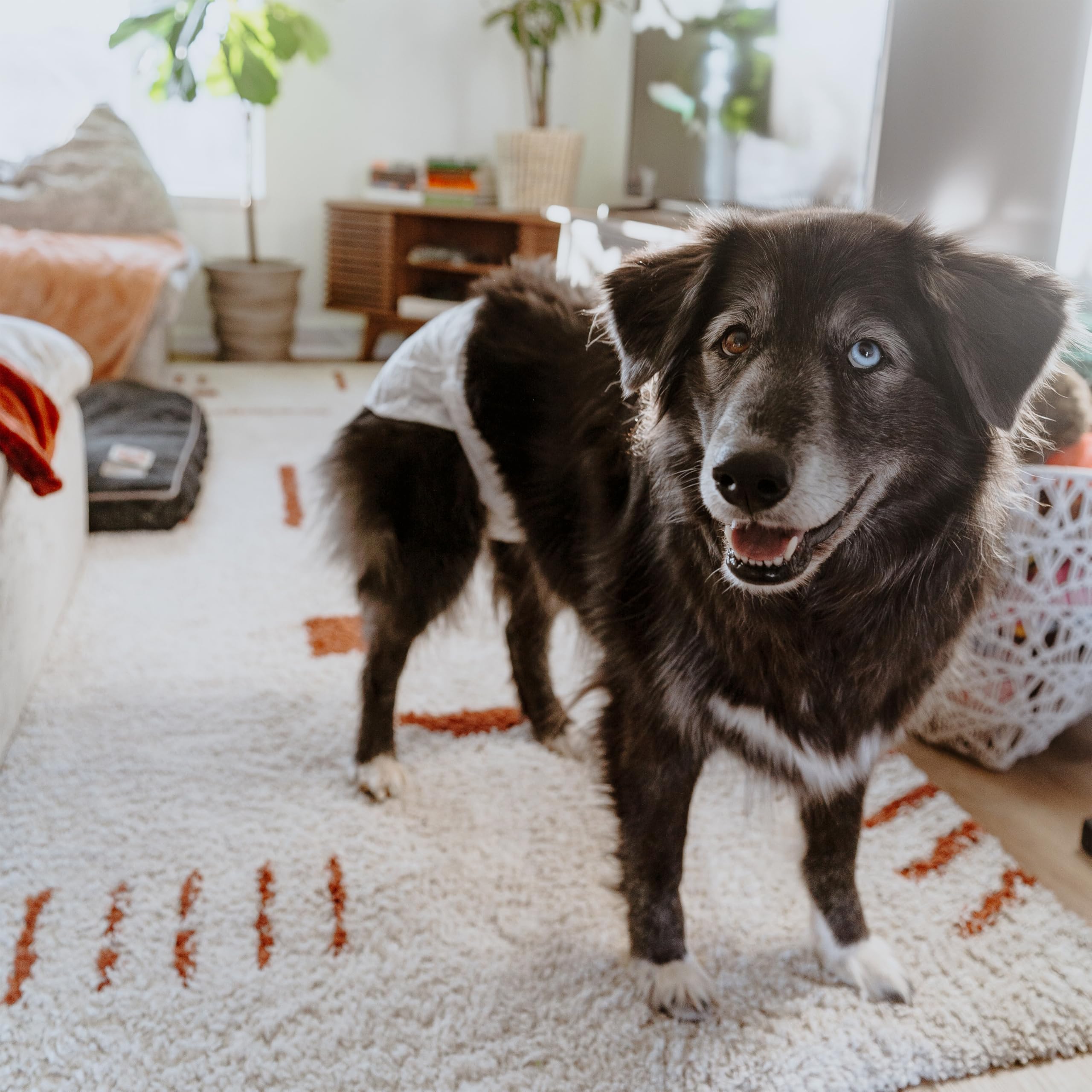 Four Paws Wee-Wee: costuras dobles y diseño resistente para evitar fugas.