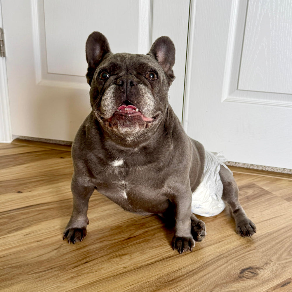Protección anti fugas de 12 horas para perros activos con Wee-Wee.