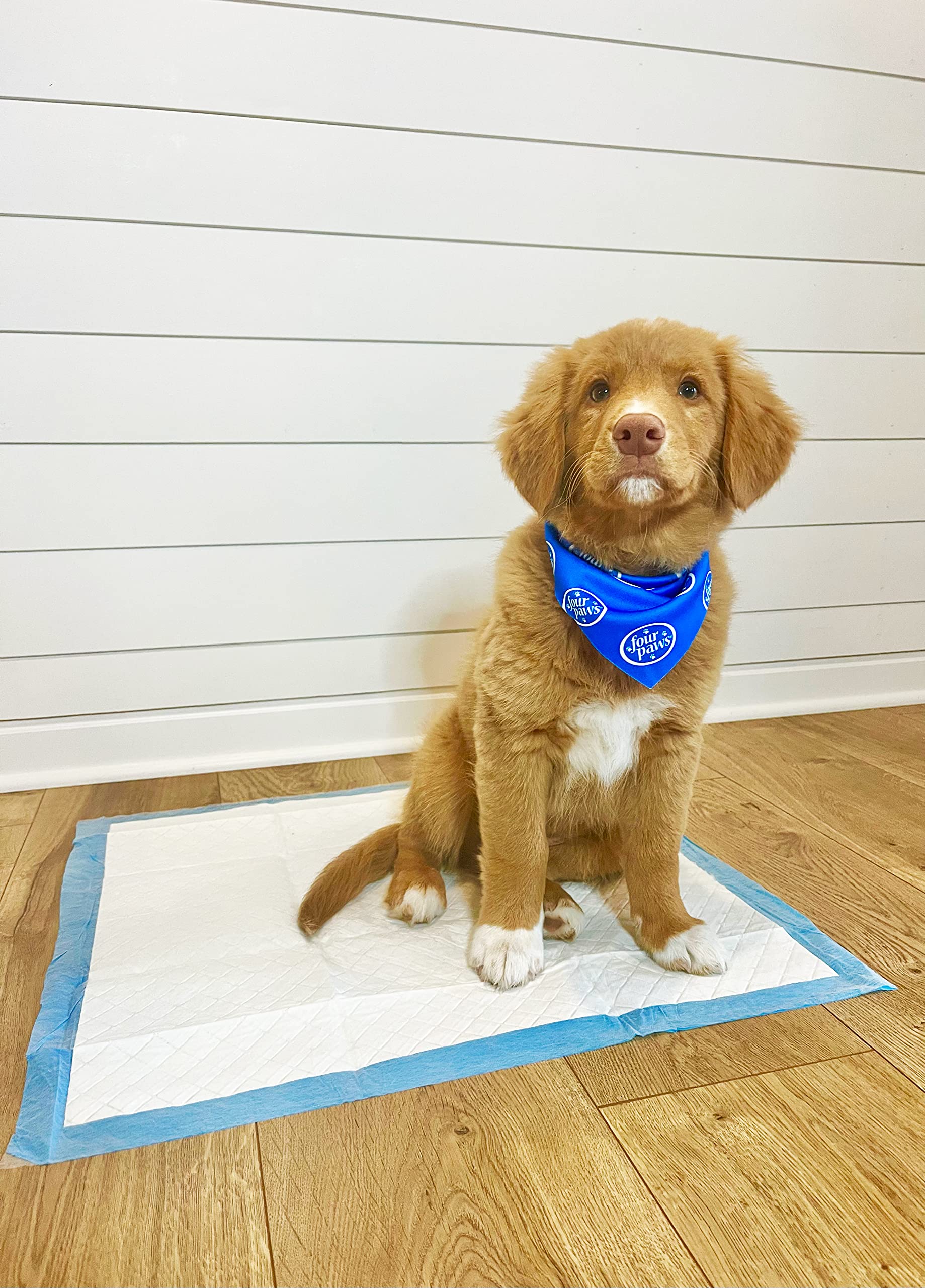 Four Paws Wee-Wee almohadilla uso domestico, ideal para casas y apartamentos.