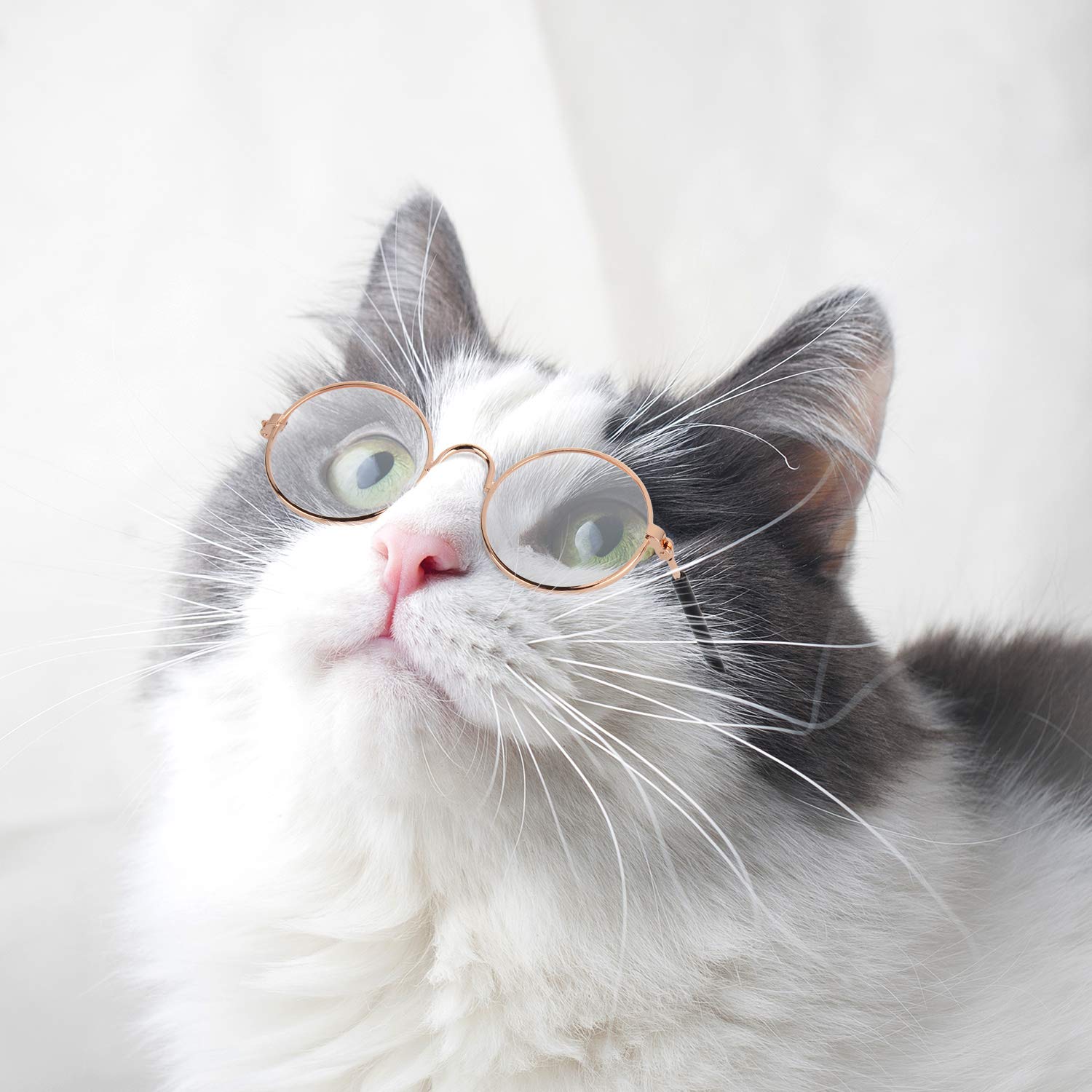 Frienda gafas para mascotas, accesorio ligero para juegos y paseos.