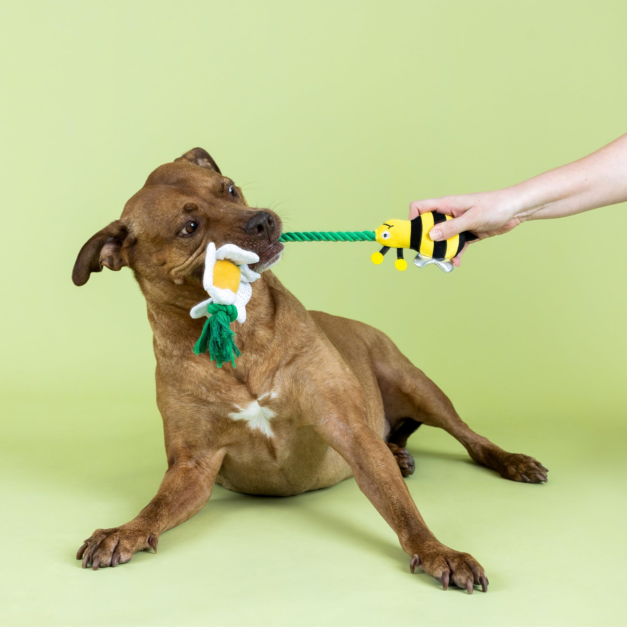 Fringe Studio Pollen para perros: dimensiones 5 h x 17 w x 1,25 d